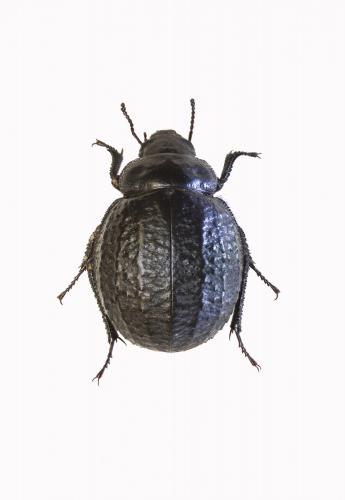 Pimelia rotundipennis mogadora